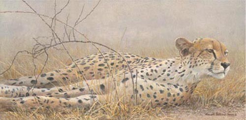 Robert Bateman Londolosi Cheetah