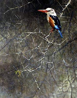 Robert Bateman Sappi Greyhooded Kingfisher