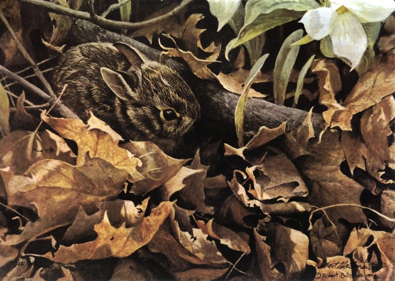 Robert Bateman Among The Leaves â€“ Cottontail