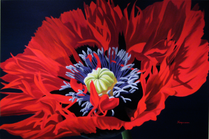 Red Fringed Poppy
