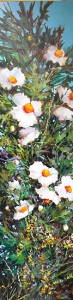 Growing Wild on Hornby