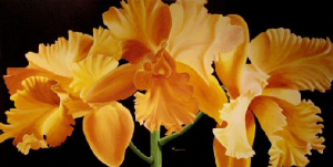 Apricot Cattleya Orchid