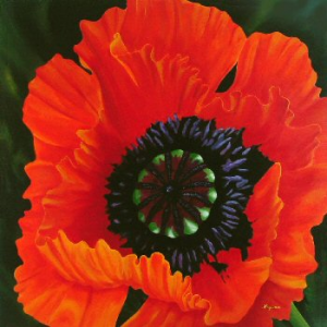 Big Red Poppy