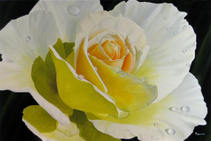 After the Rain (Rose)