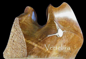 Ammonite & Vertabrae
