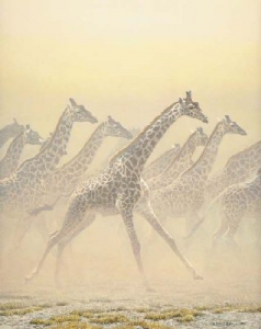 Galloping Herd - Giraffes