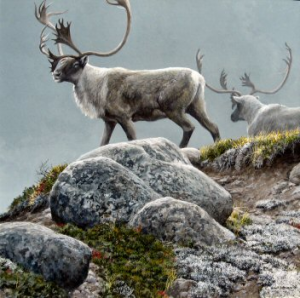 George River Caribou