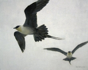 Long-tailed Jaegers