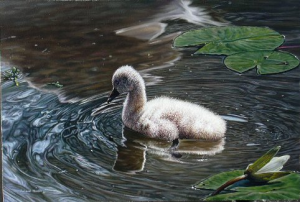 Carefree - Cygnet