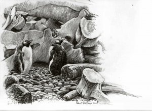 Gentoo Penguin Chicks & Whalebones