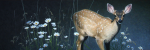 Spotted Blacktailed Deer Spotted Blacktailed Deer
