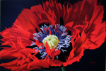 Red Fringed Poppy