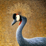 Grey Crowned Crane