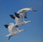 Summer Flight