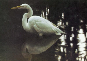 Mangrove Shadow - Common Egret