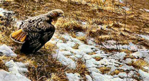 Spring Thaw - Red Tail Hawk