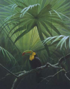 Under the Canopy - Toucan