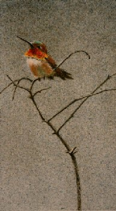 Rufous Hummingbird