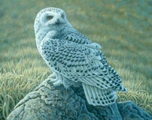 Snowy Owl Portrait