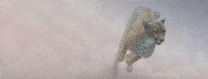 Dry Run - Cheetah Dry Run - Cheetah