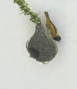 Masked Weaver Masked Weaver
