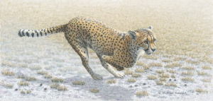 Quick Reaction - Cheetah Quick Reaction - Cheetah