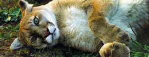 The Good Life - Cougar