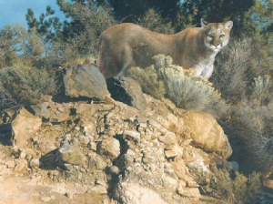 Cliff Dweller - Cougar