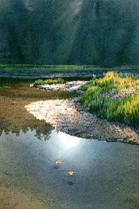 Estuary