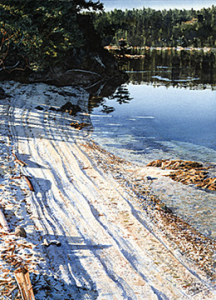 Light and Shadow on Shell Beach
