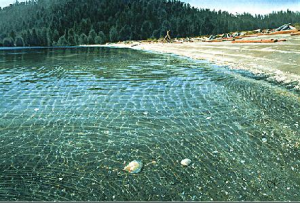 Shells in the Shallows