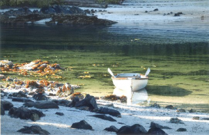 Peace in Fury Cove