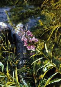 Fireweed on the Beach