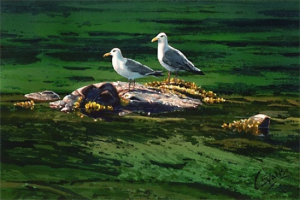 Gulls in the Sun