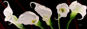 White Callas