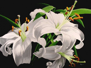 White Lily Trio