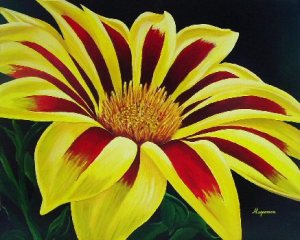 Tiger Gazania