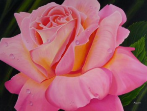 Cedarwood Rose