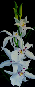 White Fairy Orchid