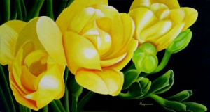 Yellow Freesia