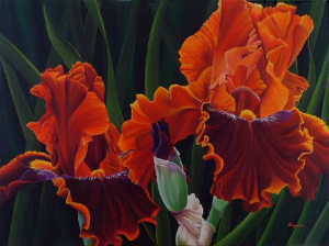Bronze Bearded Iris
