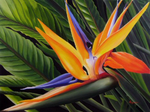 Bird Of Paradise - Mexico