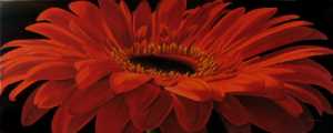 Red Velvet - Gerbera