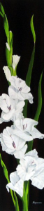 White Gladiolus