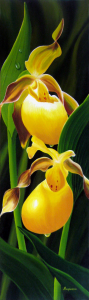 Lady Slippers