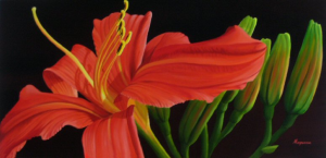 Daylily