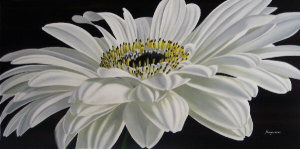 White Gerbera
