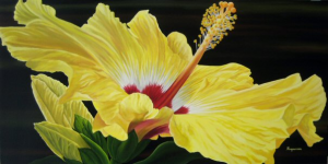 Yellow Hibiscus