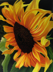Yellow Tangle - Sunflower