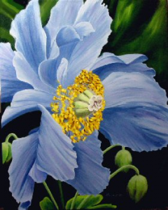 Blue Himalayan Poppy